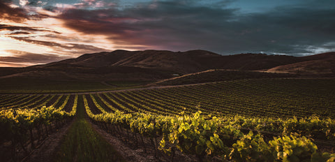 Exprimere vineyard at sunset