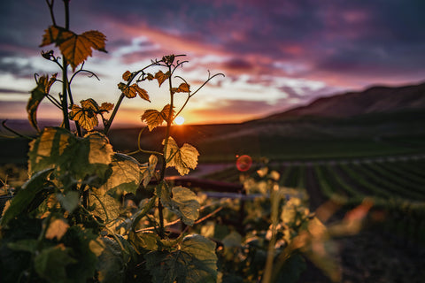Exprimere vineyard at sunset