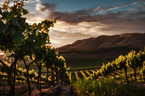 Exprimere vineyard at sunset