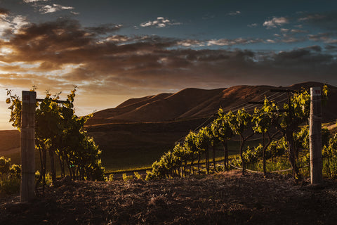 Exprimere vineyard at sunset